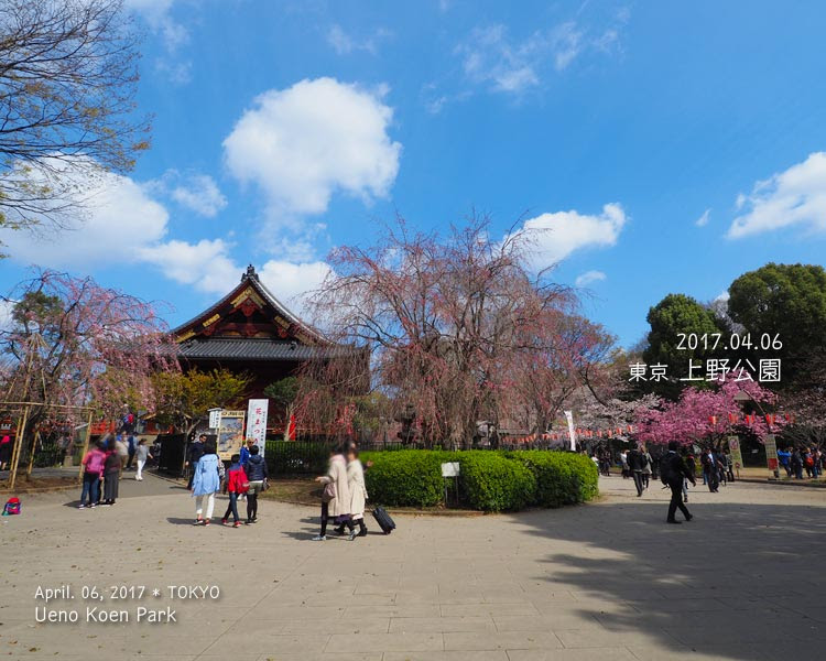 上野公園の桜が好きじゃない理由…