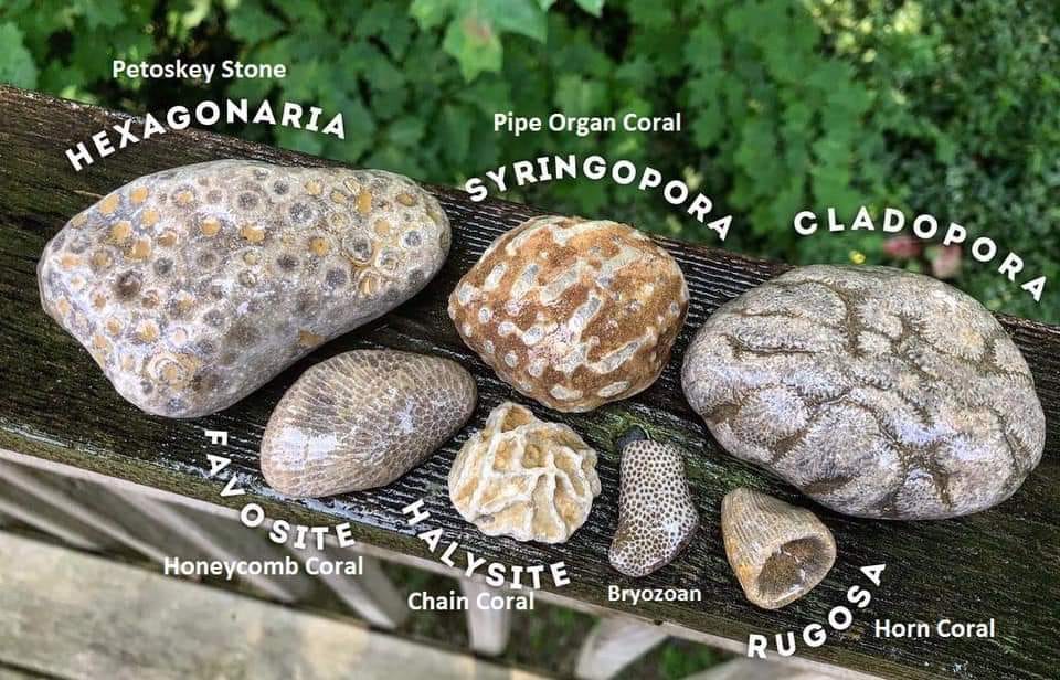General types of fossil corals – Digital Rockhound's Site