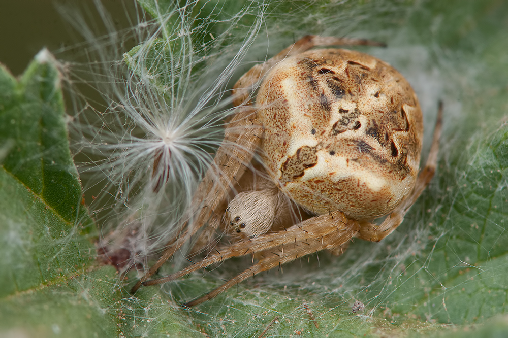 MACREANDO: Araña de jardín - Araneus bufo