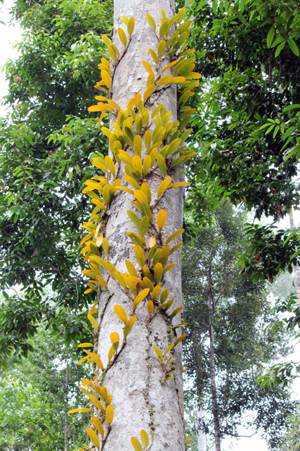 My Orchids Photographs Bulbophyllum macranthum