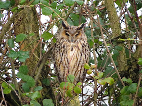 Long-eared Owl, Burton Mere RSPB, Cheshire
