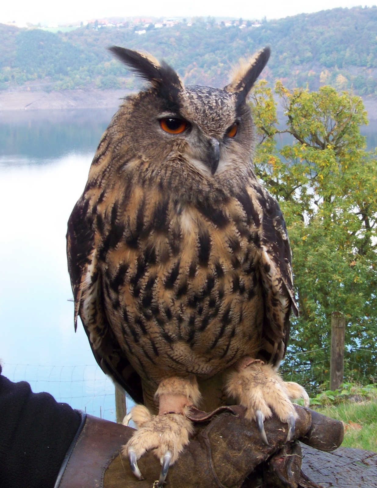 Europa: De Lisboa a Vladivostok: Búho Real (Bubo bubo)