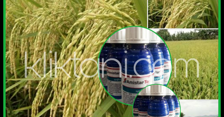5 Keutamaan Fungsi Amistartop Untuk Tanaman Padi Kliktani Com