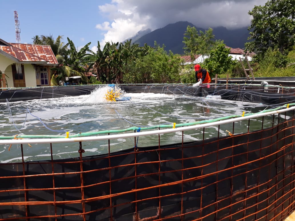 budidaya udang kolam kecil tips
