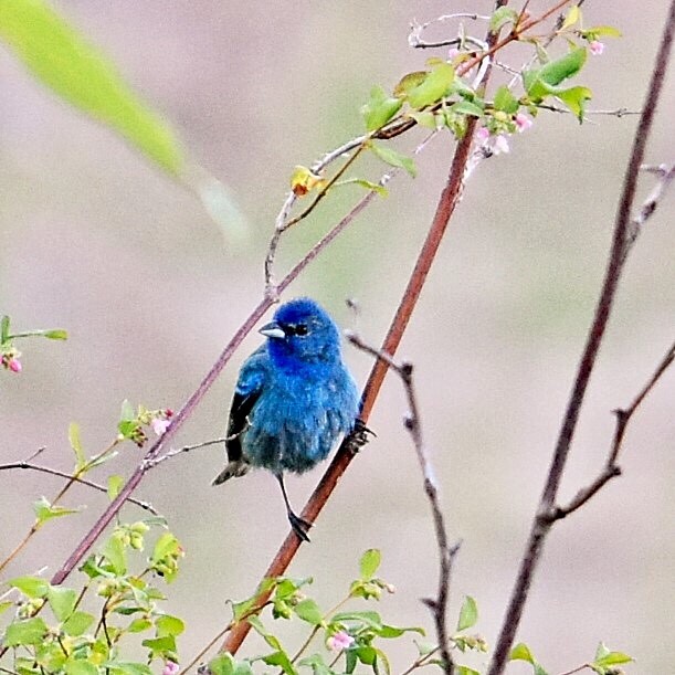 BC Rare Bird Alert RBA INDIGO BUNTING in Abbotsford July 36th
