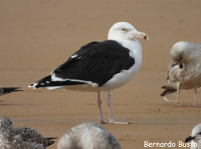 RÍA DE LA VILLA: Gavión en San Lorenzo