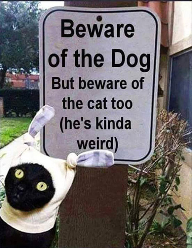 Beware of the weird cat