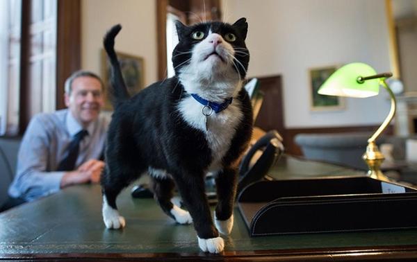 Кота заподозрили в шпионаже Кота заподозрили в шпионаже
