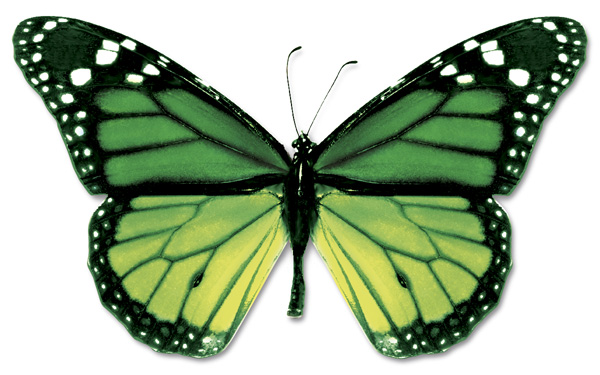 Gambar kupu kupu  Indonesiadalamtulisan  Terbaru 2014