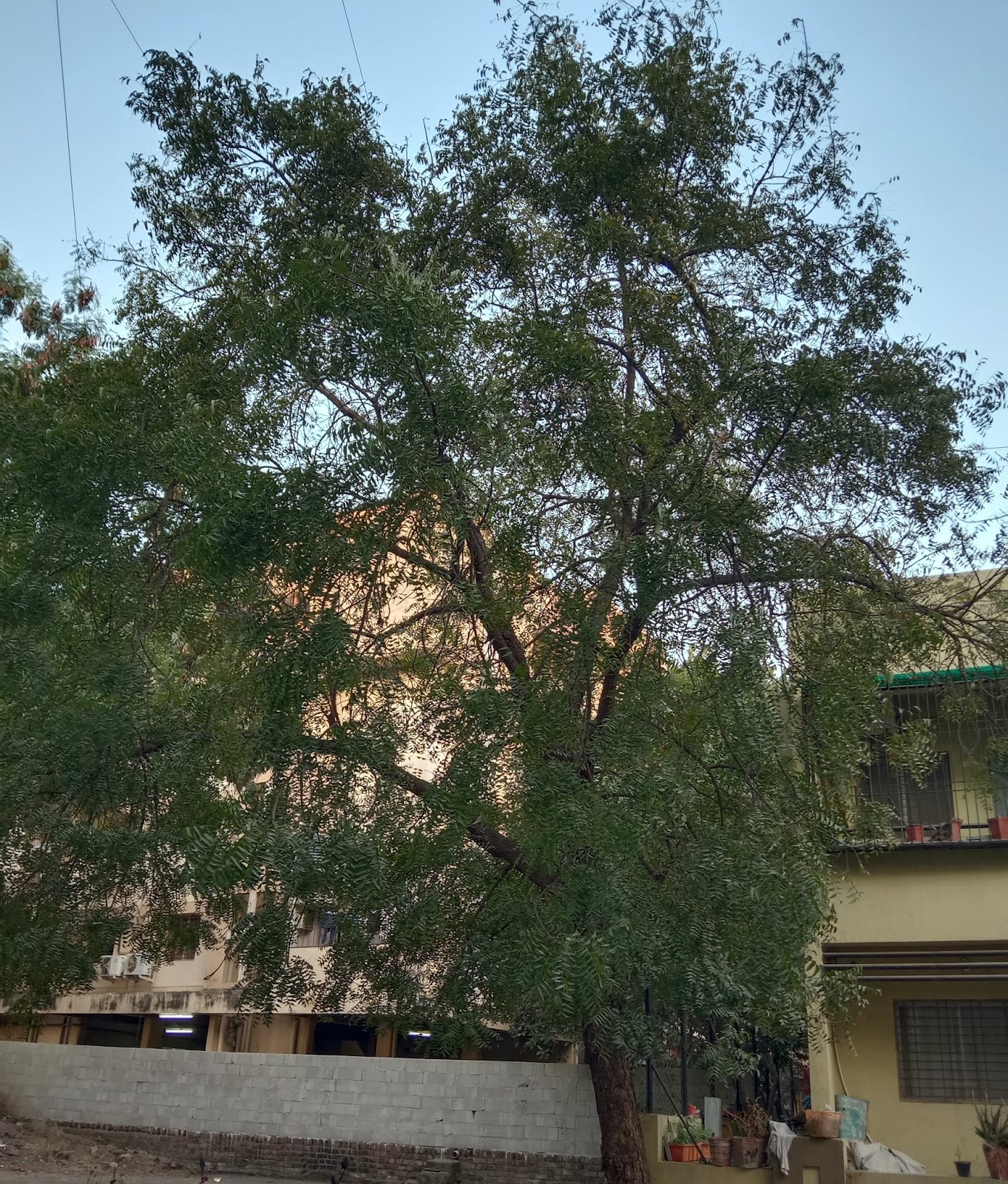 What Is The Neem Plant? 10+Best Medicinal Used of Neem Tree?