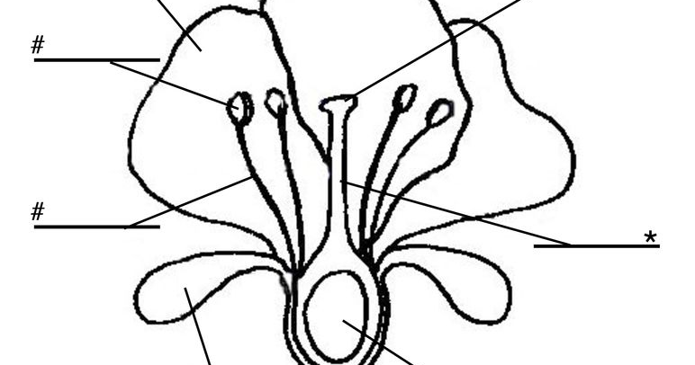 Teacher Oscar Tapia: Worksheet about plant parts