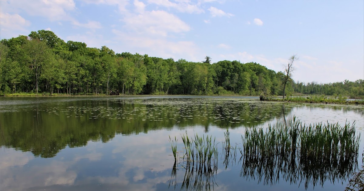 Walking Man 24 7 Ann Lee Pond Nature and Historic Preserve(Colonie