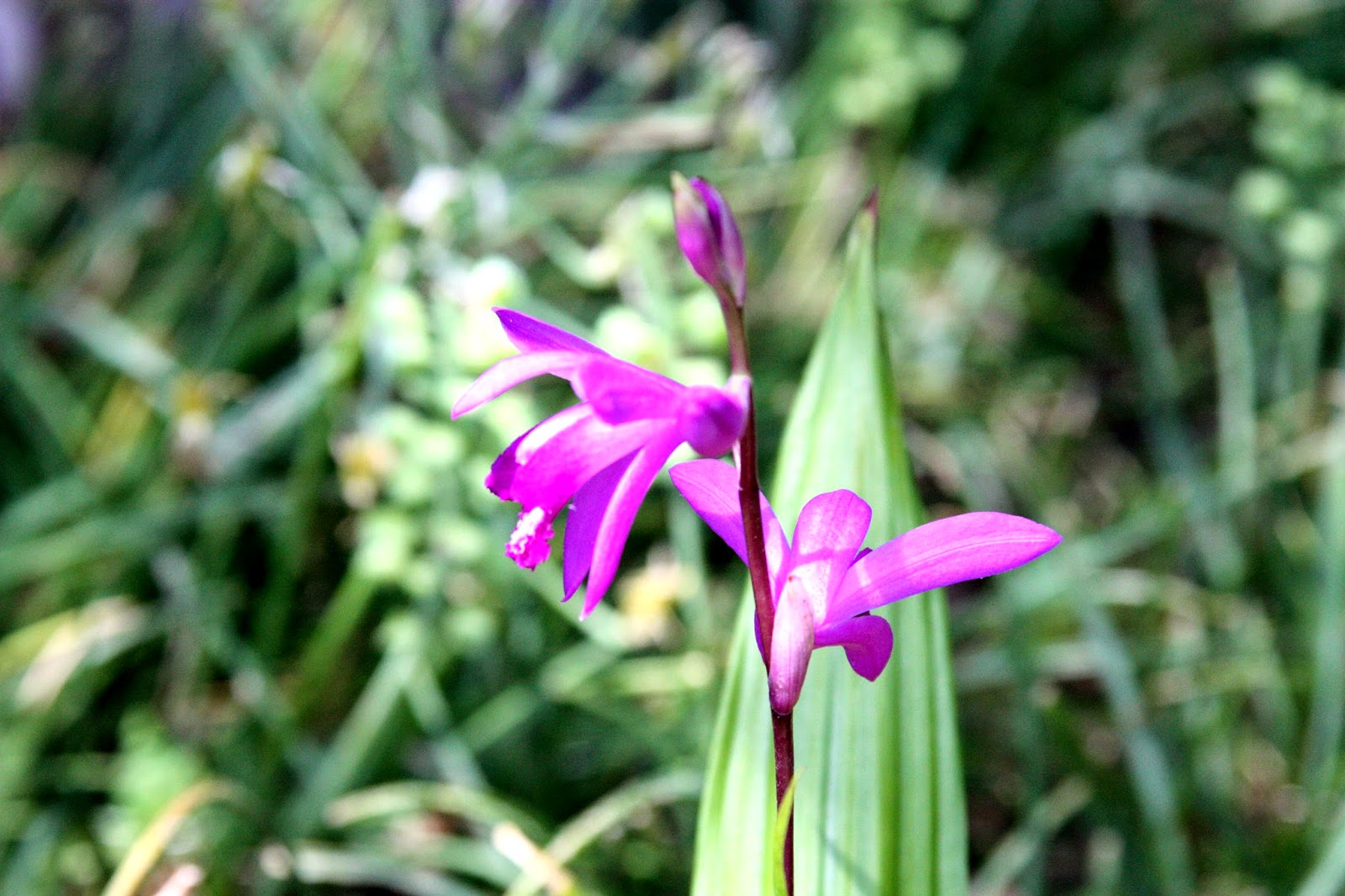 Bletilla Hardy Orchids you can grow in your garden