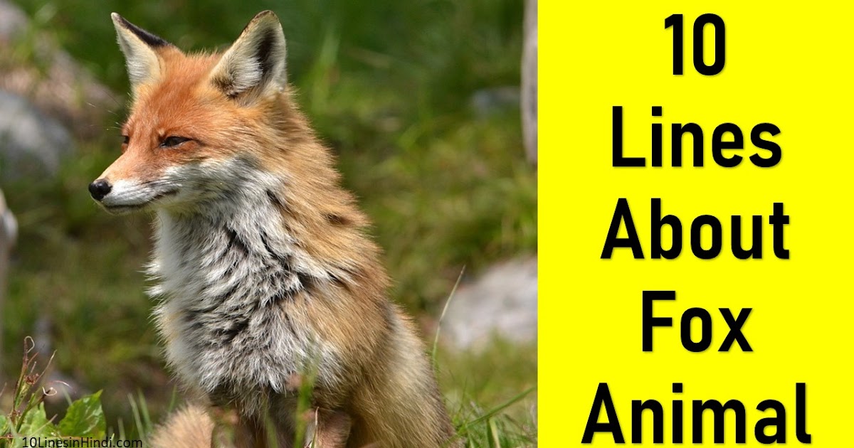 an essay on fox in hindi