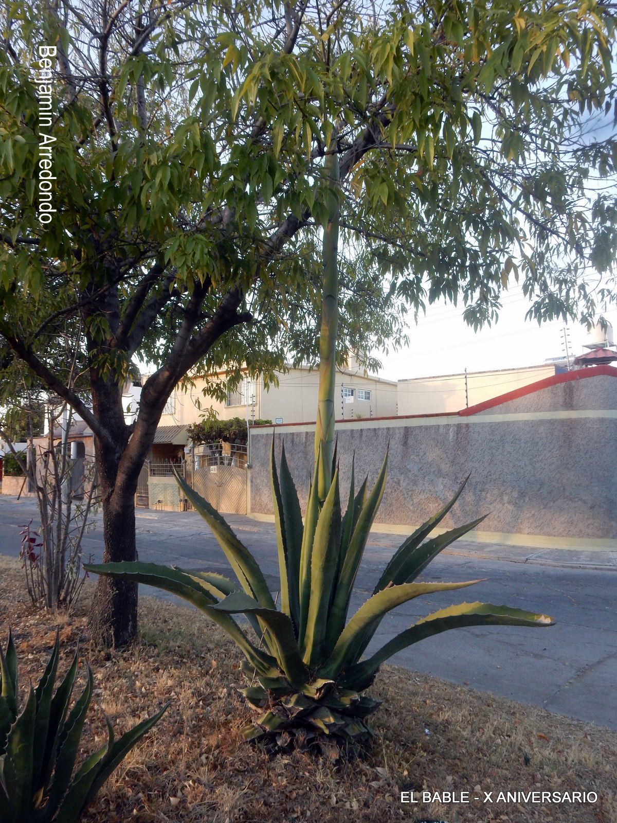 El Bable De magueyes y agaves