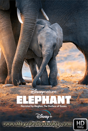 Elephant [1080p] [Latino-Ingles] [MEGA]