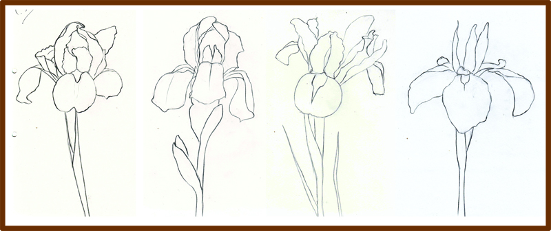How To Draw A Iris