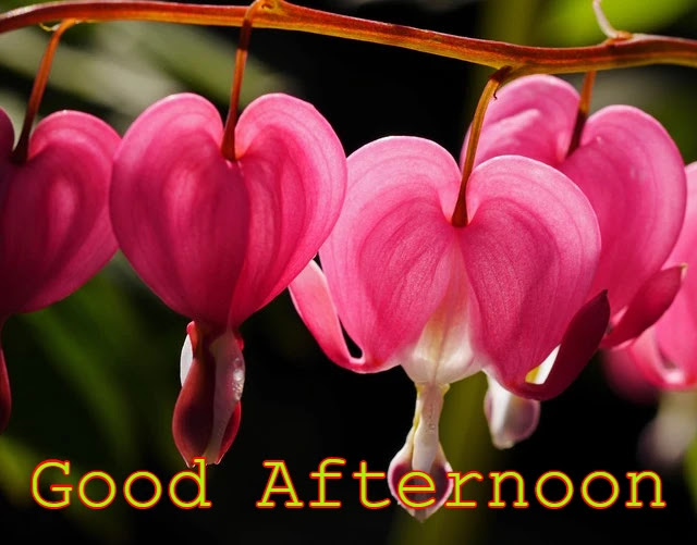 Good Afternoon Image HD Good Afternoon Image HD