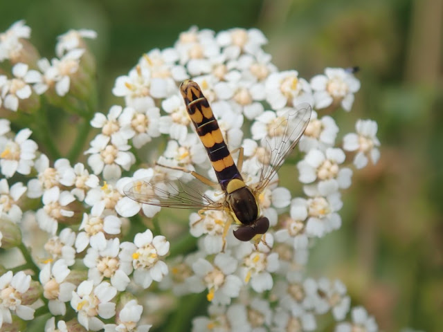 Sphaerophoria scripta Sphaerophoria scripta