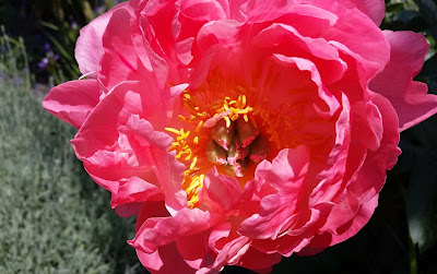 Coral pink Peony