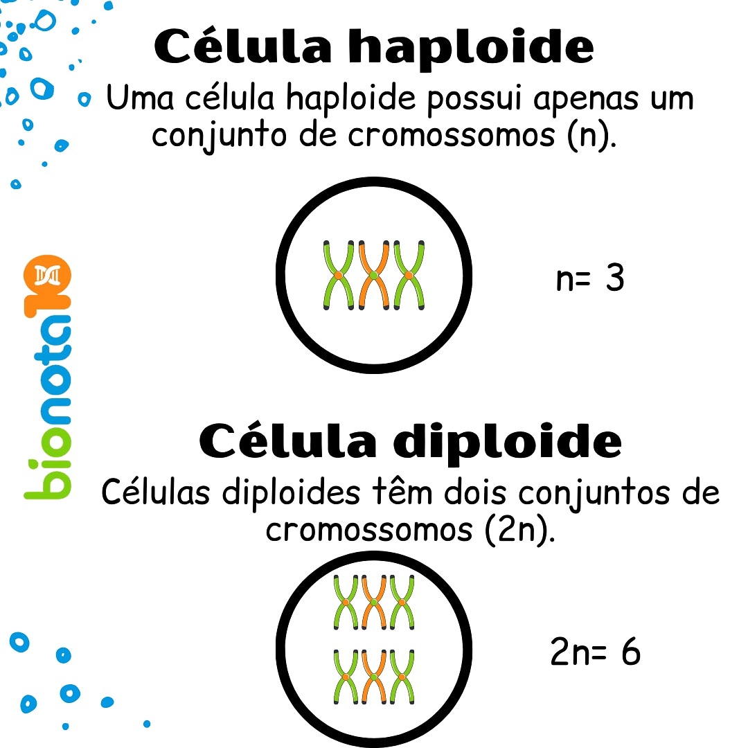 Célula Haploide X Diploide Bio Nota 10