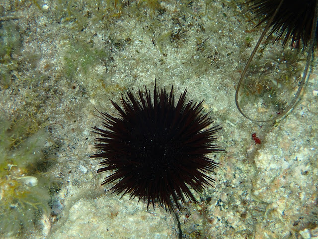 Paracentrolus lividus Paracentrolus lividus