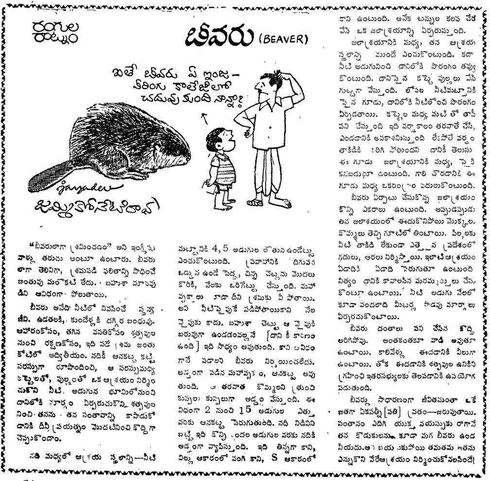 TELUGU WEB WORLD KNOW ABOUT Beaver Rodents ANIMAL IN TELUGU