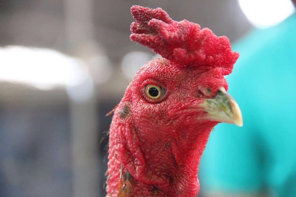 Ini Ayam Pama Terbaik dan termahal di Thailand, Namanya