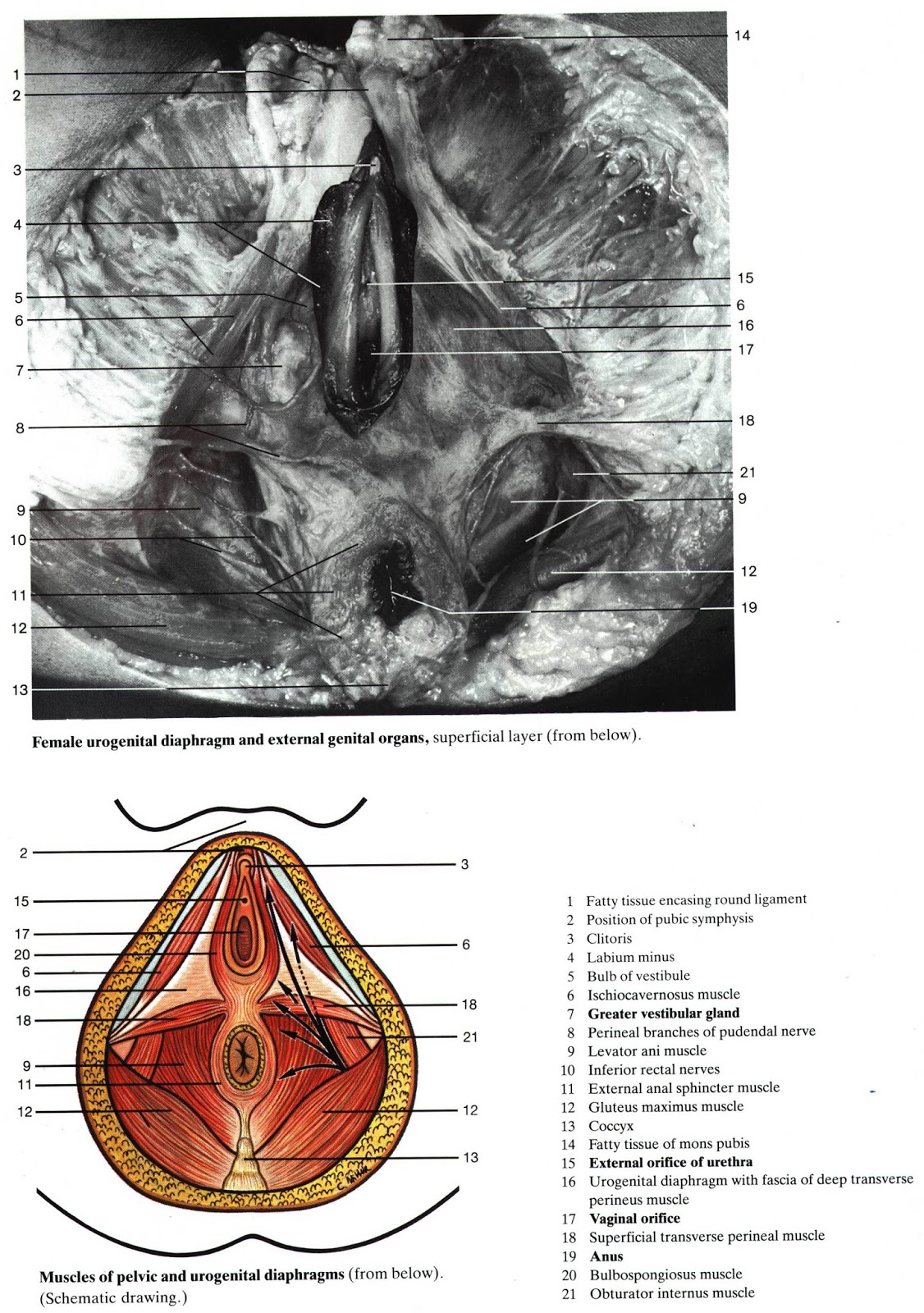 Анатомия женского органа внешне строение