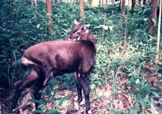 Saola Binatang Atau Hewan Langka Di Dunia Yang Terancam Punah