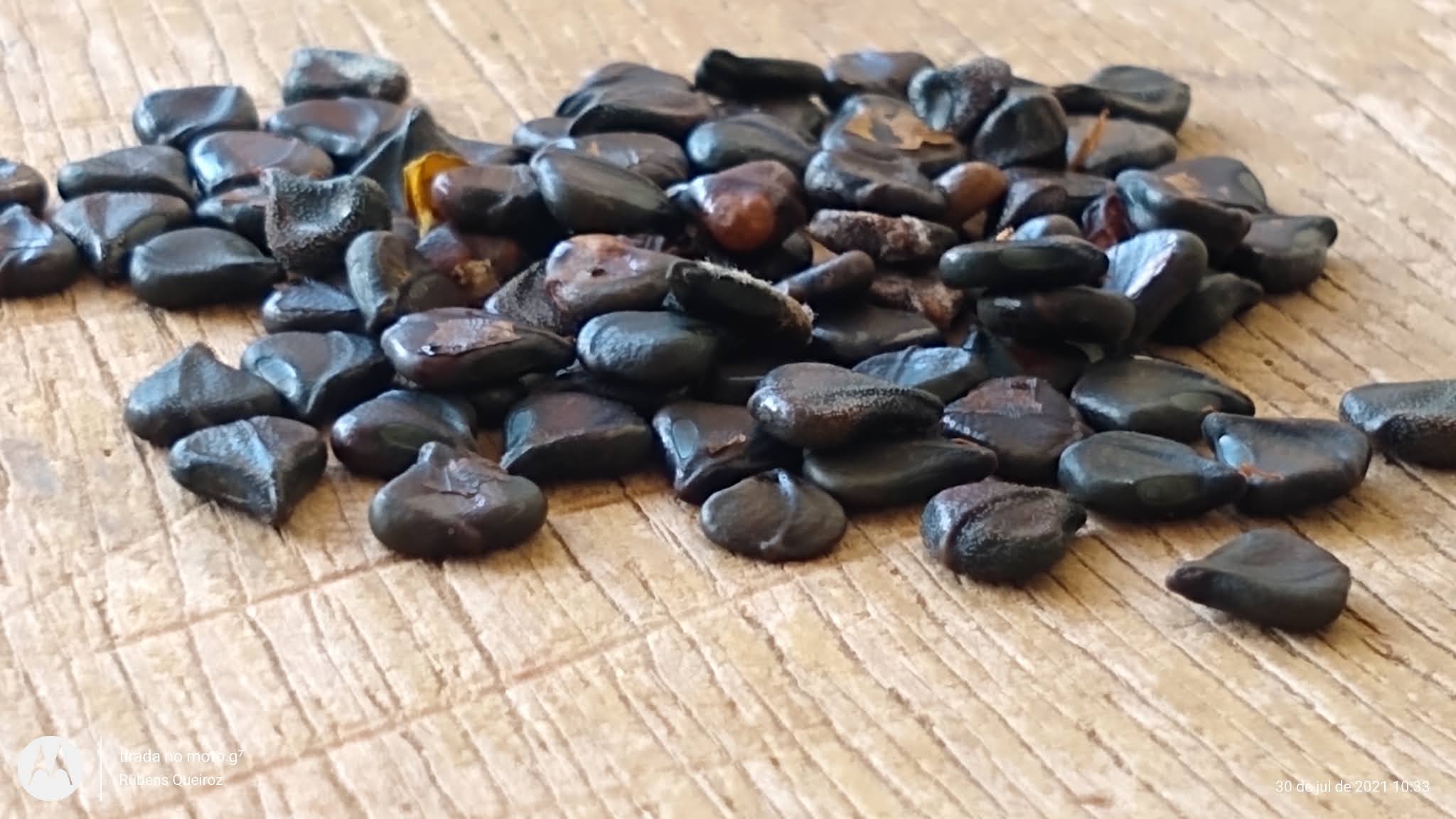 Fabaceae - Leguminosae no Brasil: Senna