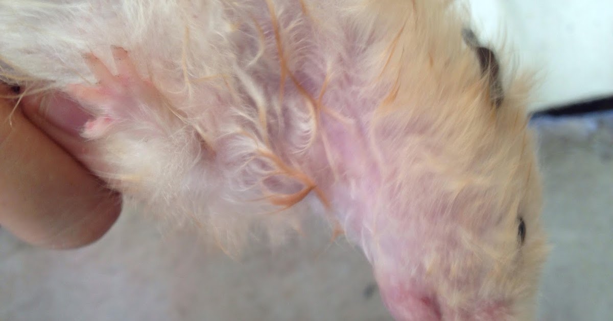 HamsterCDO Hamster Heat Stress