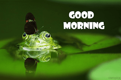 Good Morning Butterfly HD Images Quotes, Wishes, Greetings Download Whatsapp, Facebook