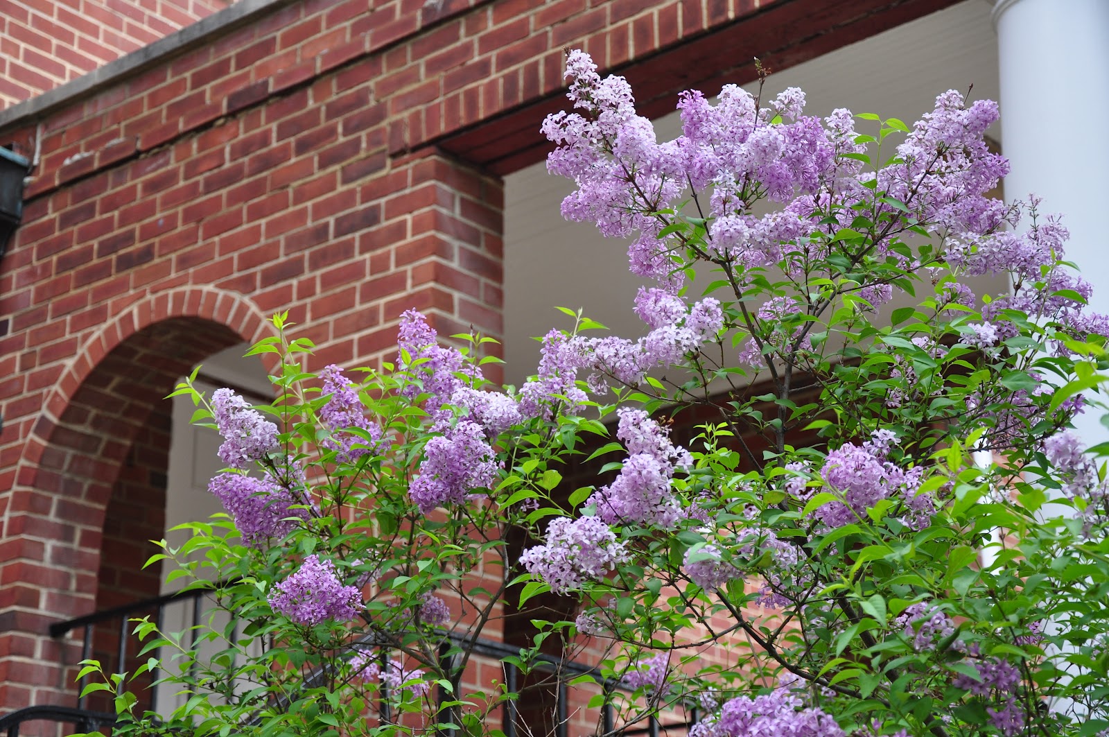 UMD Arboretum and Botanical Garden Persian Lilac, a lilac diva from the past