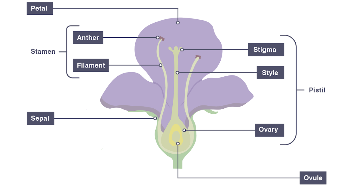 IGCSE Biology 2017 3.3 Describe the Structure of an Insect