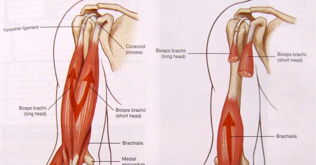 Bicep Exercises & Bicep Workouts: Bicep muscle anatomy diagram of upper arm muscles with labels 