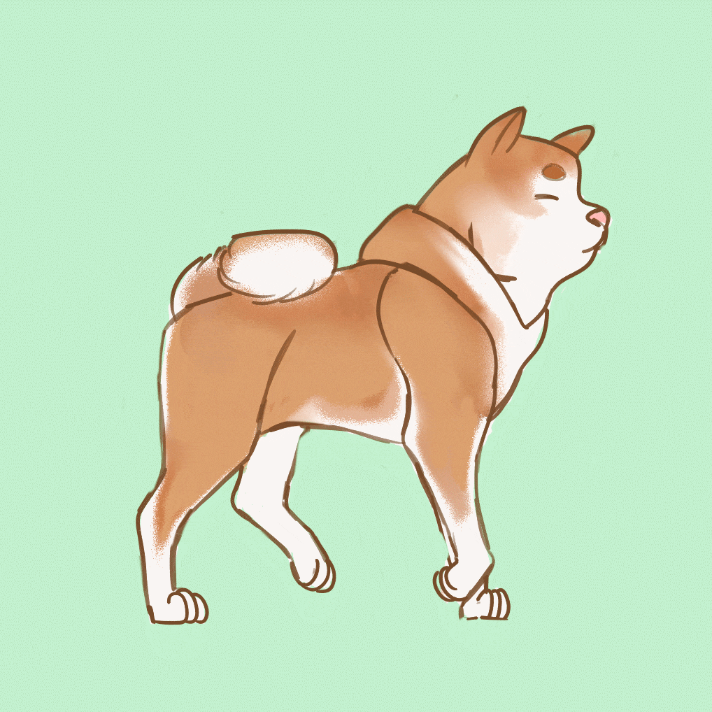 Шиберы собаки картинки