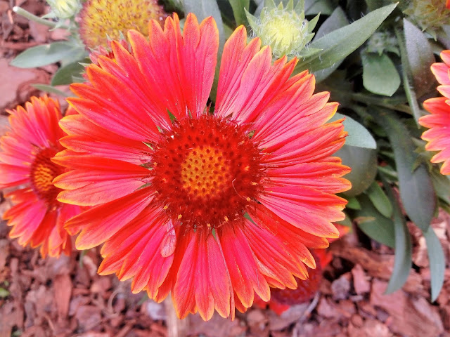 Gallardia (Gaillardia aristata Pursh.).