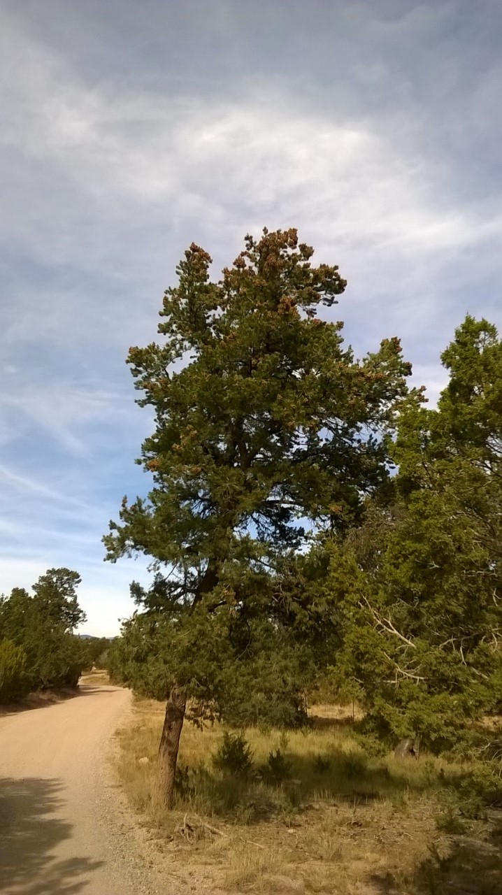 Bob's Blog Time to search for piñon nuts!