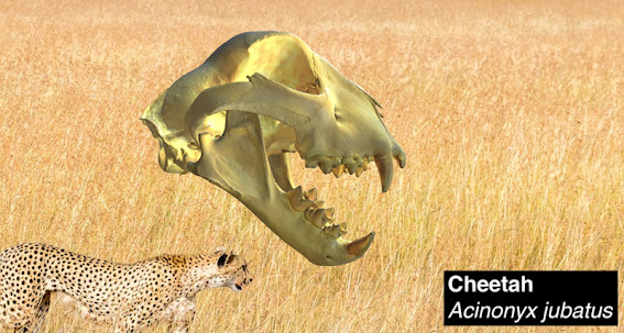 Cheetah canines