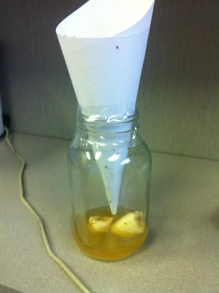 Cheap and Cheerful Gnat Trap