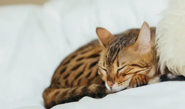 Les allergies sont plus fréquentes que vous ne le pensez chez les chats du Bengal