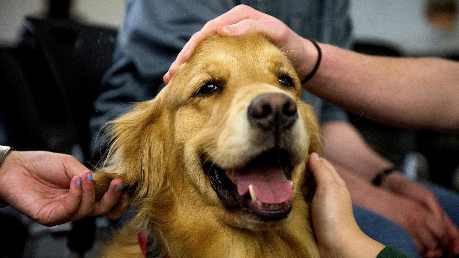 Pet Therapy For Depression Depression Choices