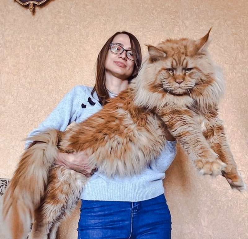 Difference between Maine Coon and Turkish Angora