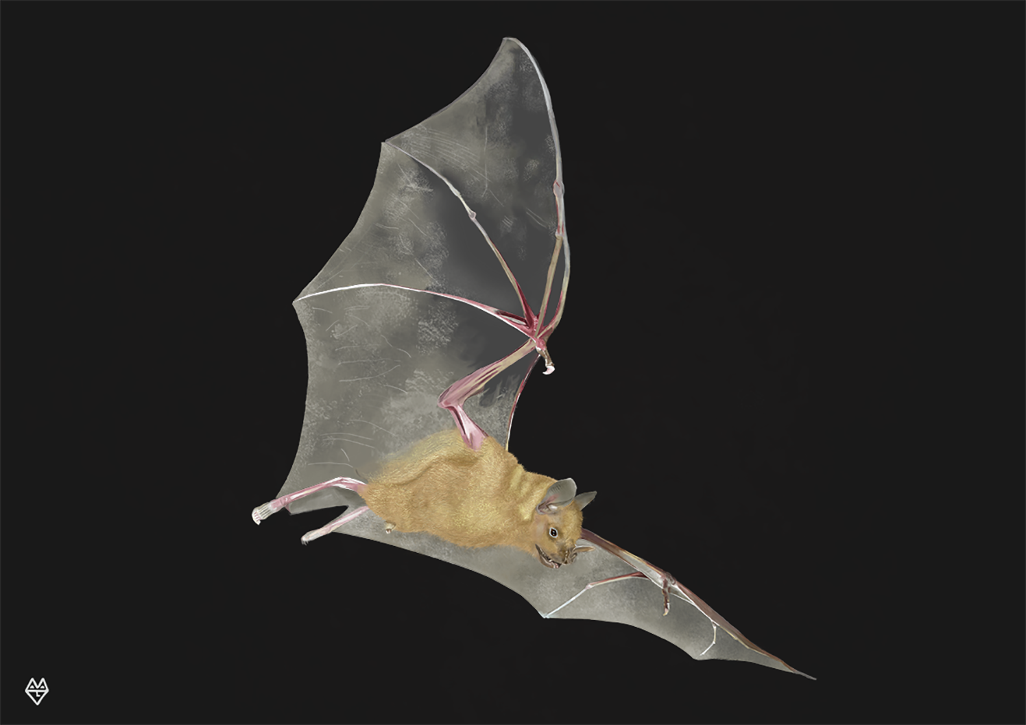 Work in progress Murciélago frugívoro de Jamaica. Jamaican fruit bat