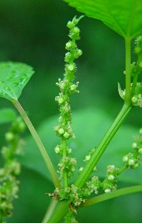 Boehmeria cylindrica flowers Бемерия что общего с крапивой