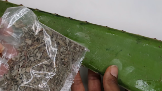 Ambunu vs Aloe Vera | Best Moisturizer for Natural Hair Growth | DiscoveringNatural