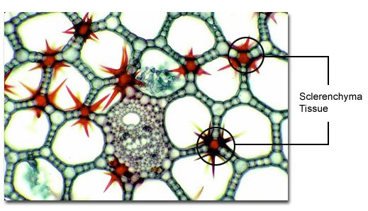 Jaringan Tumbuhan Biologine Pak Mycunk