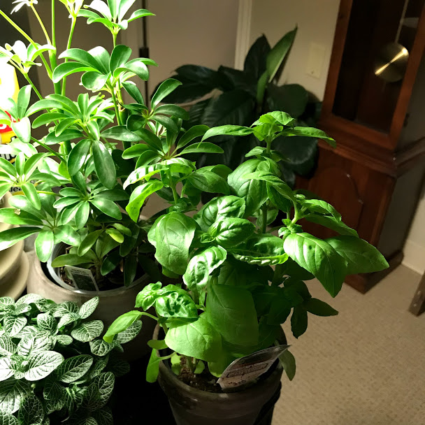 WHERE DO PLANTS GO? Simple and Serene Living