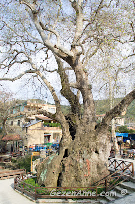 1000 - 1200 yıllık olan Hıdırbey köyündeki Musa ağacı, Samandağ Hatay